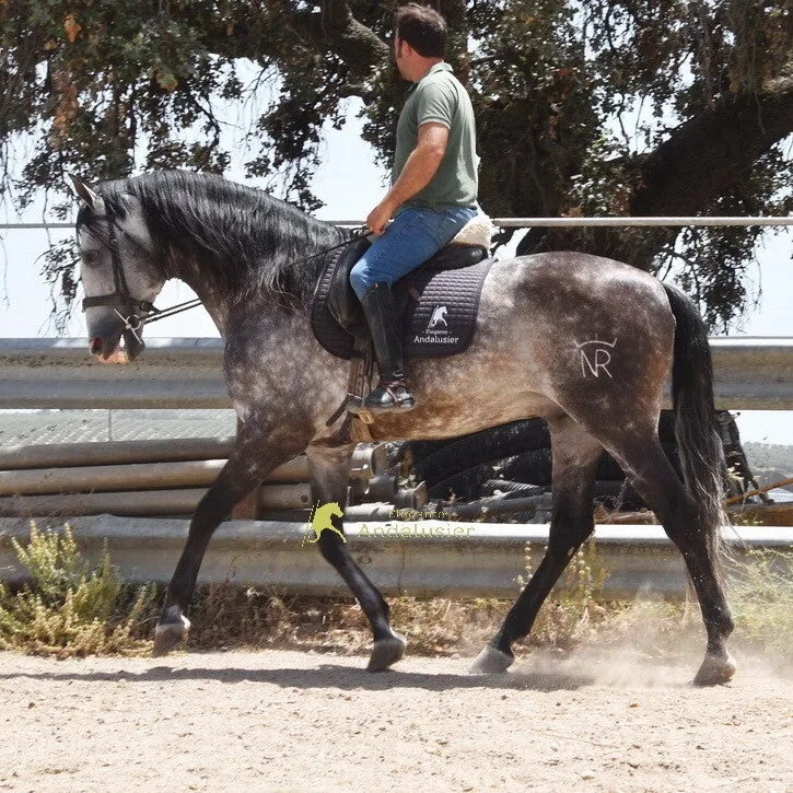 NR Lebrijano — PRE Stallion