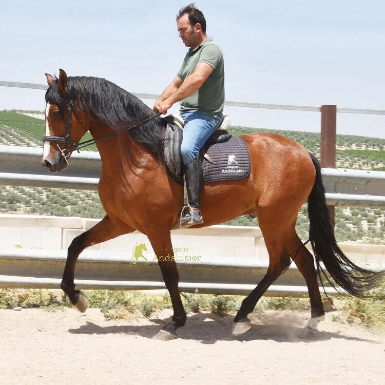 Pintura Arenosas — PRE Gelding