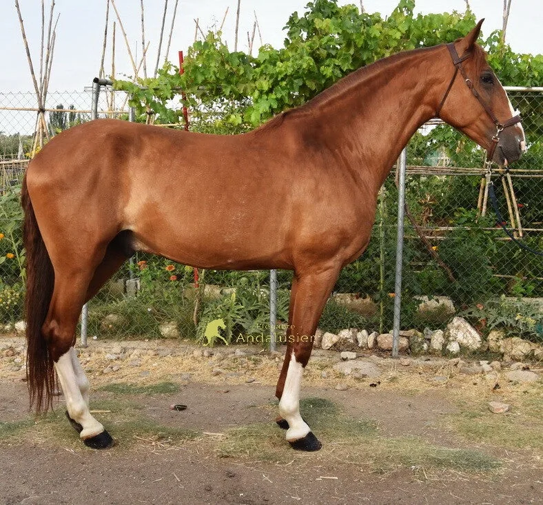 Principe LL — PRE Gelding