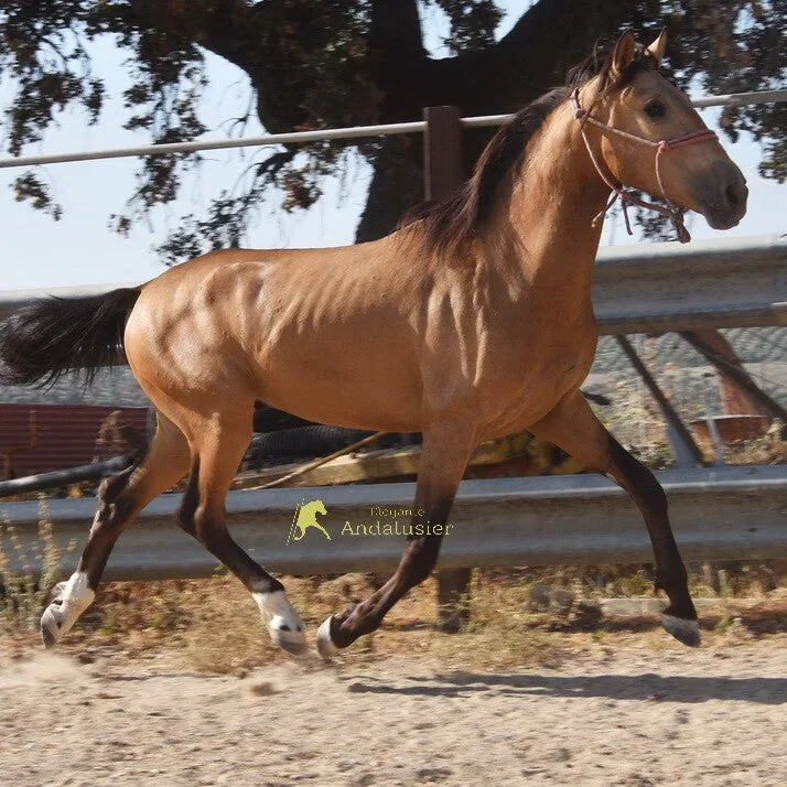 Quijote Arenosas — Lusitano Gelding