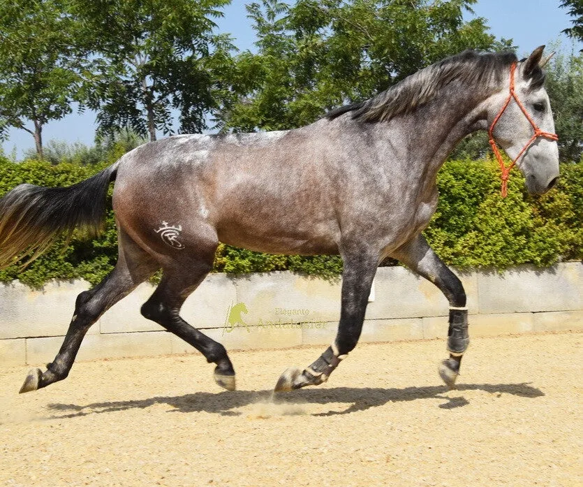 Quimera FSC — PRE Mare