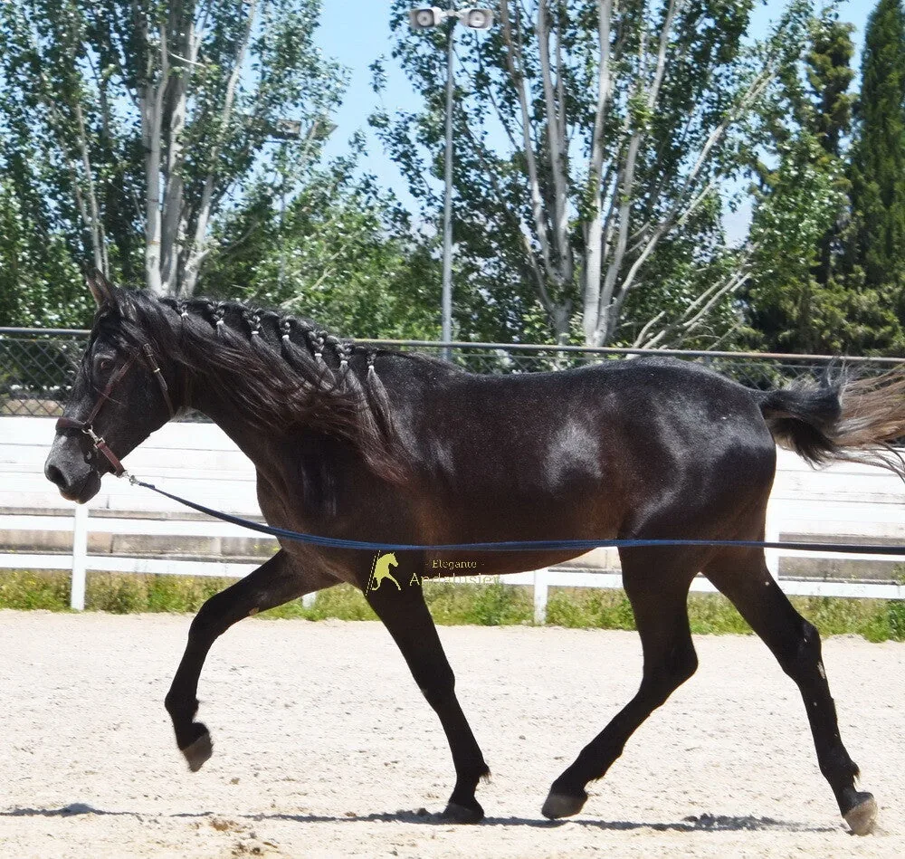 Salvaje — Andalusian Gelding