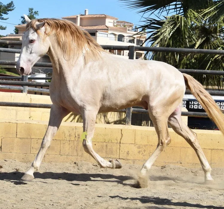 Saturno — Andalusian Gelding