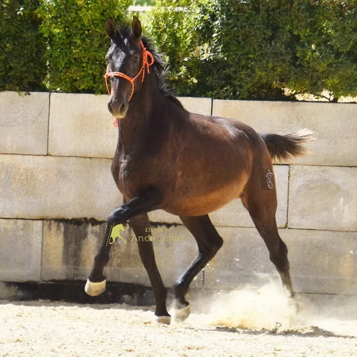 Sirio FSC — PRE Stallion