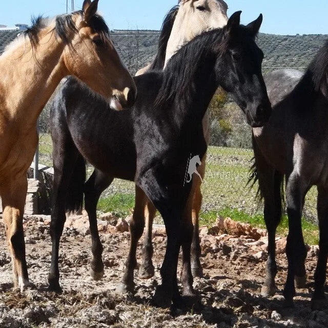 Sol Arenosas — PRE Mare