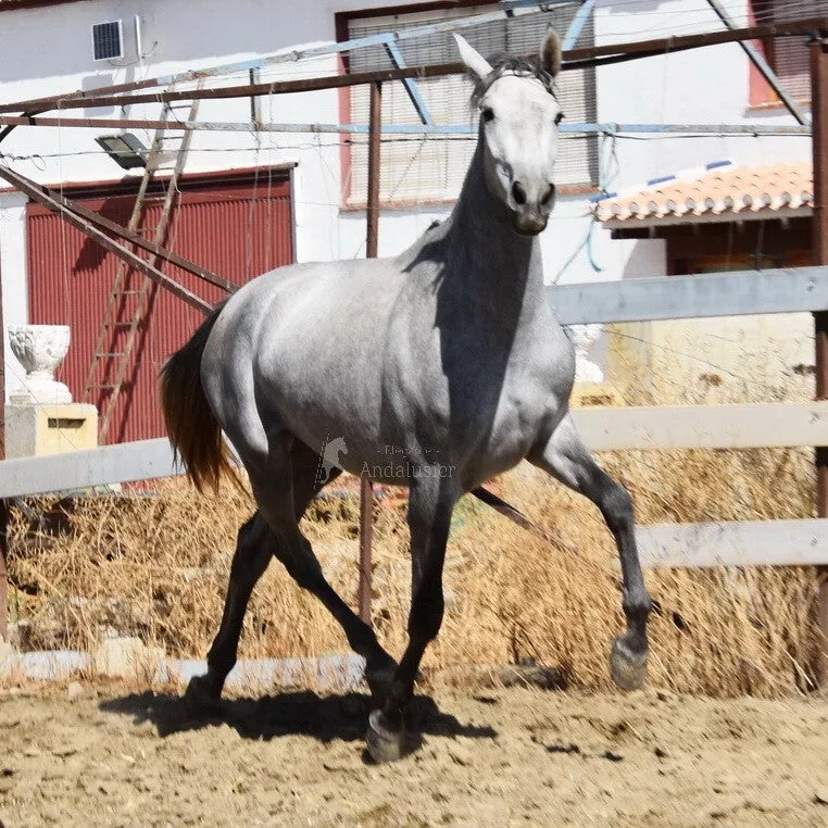 Sultana De Alvarez — PRE Mare