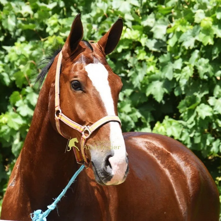 Tabernero — CDE Gelding