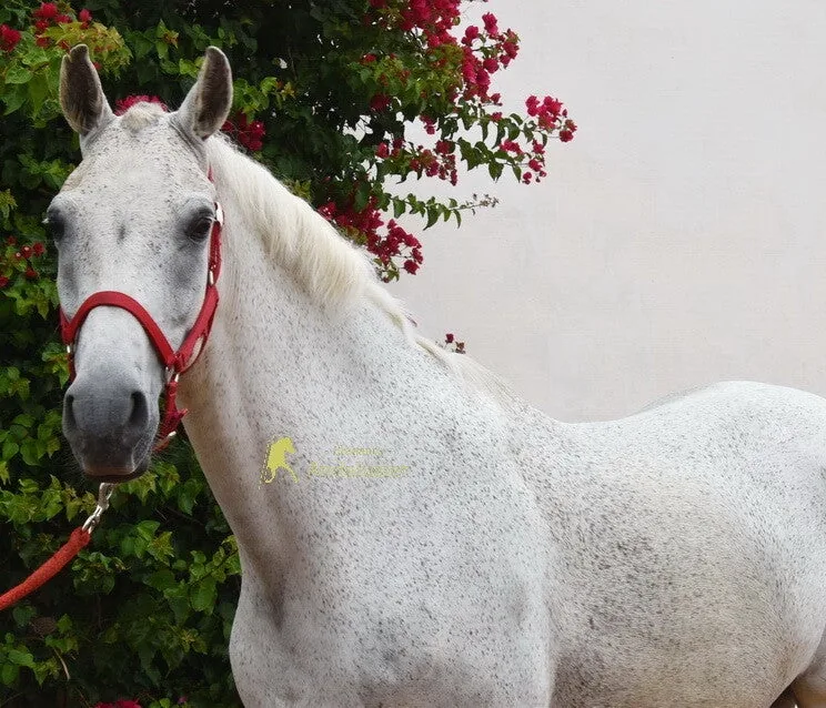 Talego — Hispano-Arabian Gelding