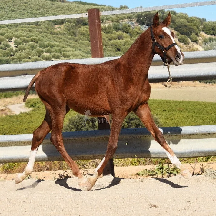 Taranto Arenosas — Andalusian Stallion