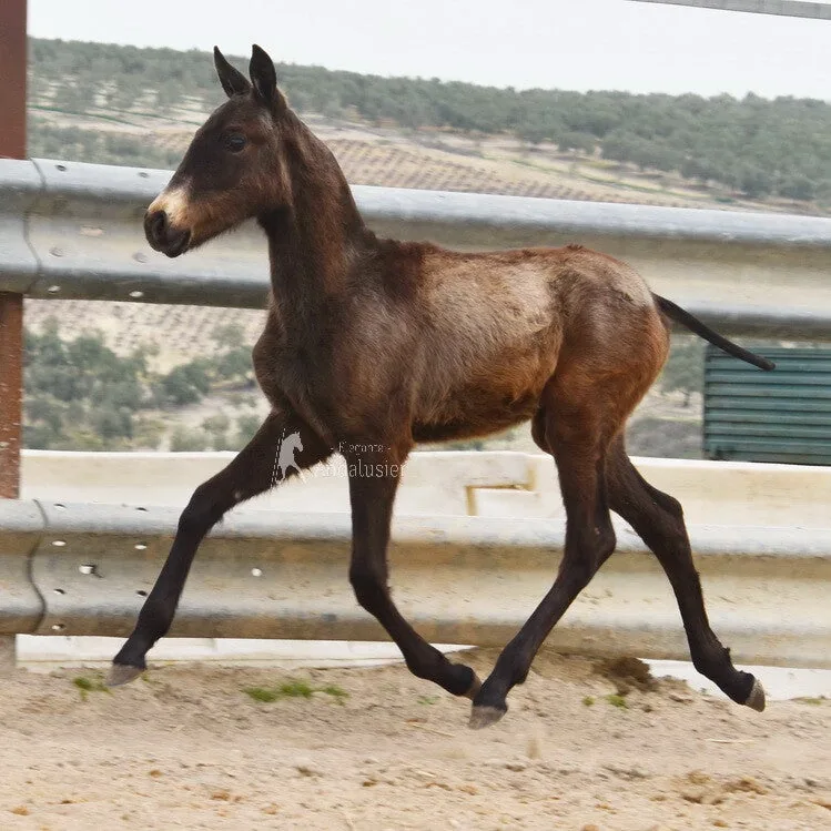 Tarzan Arenosas — Andalusian Stallion