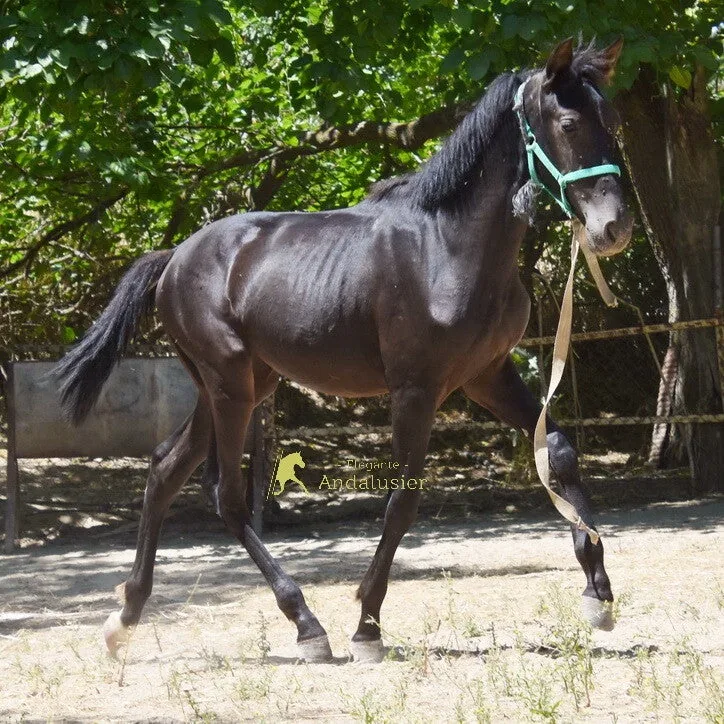 Tiara Arenosas — PRE Mare