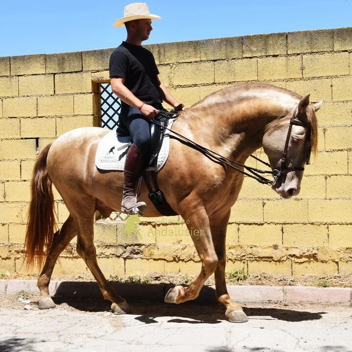Titan XXVII — PRE Stallion