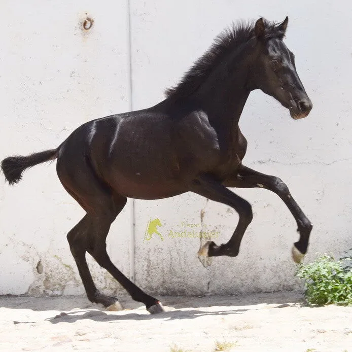 Triunfadora Arenosas — PRE Mare