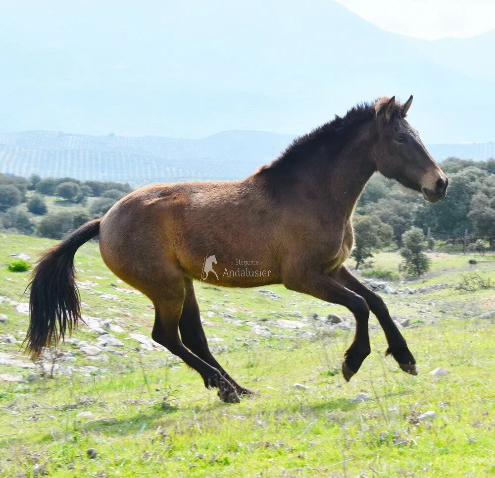 Vanidosa F — PRE Mare