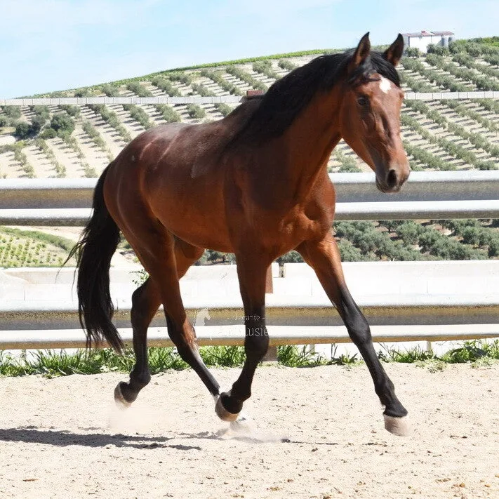 Ventisco AM — PRE Stallion