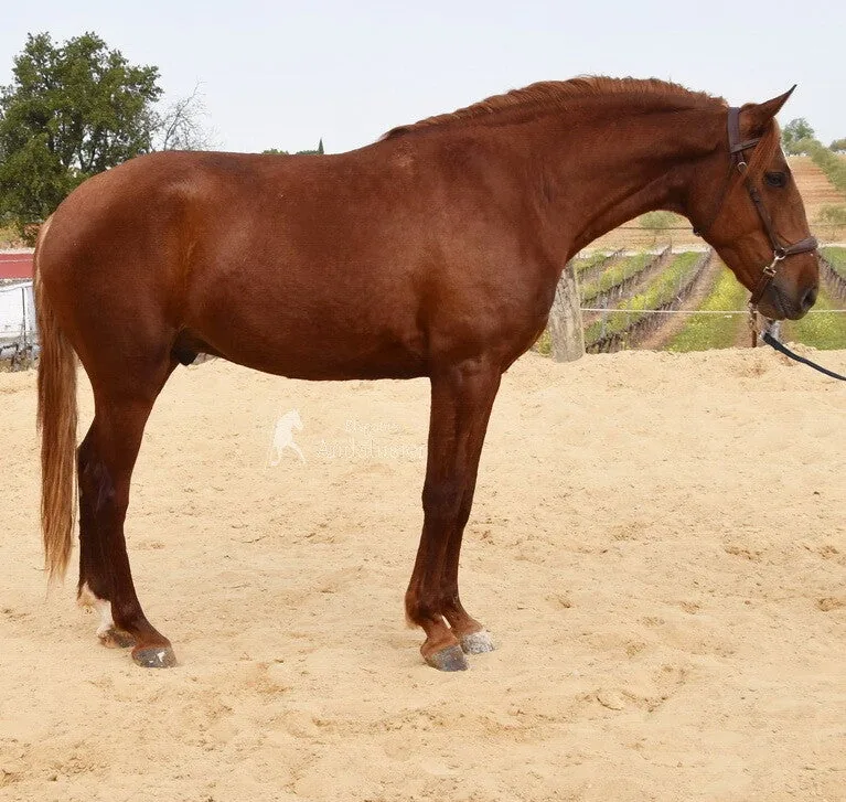 Ventura JR — Lusitano Gelding