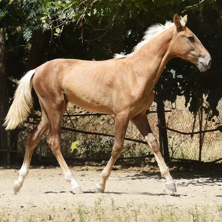 Whiskey Arenosas — Lusitano Stallion